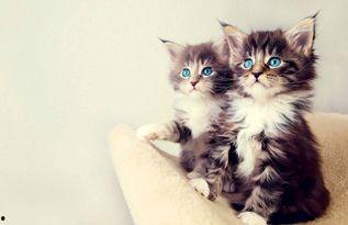 娱乐吃瓜猫的作品,揭秘娱乐圈那些不为人知的幕后故事