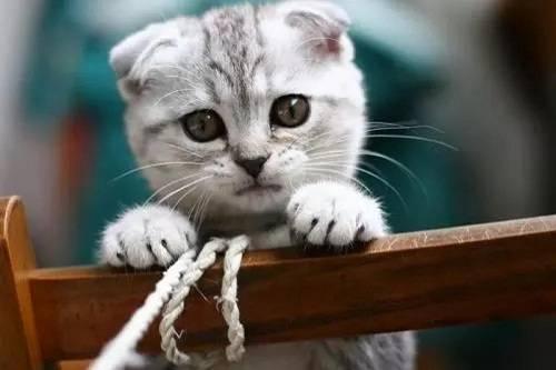 娱乐吃瓜君七七和折耳猫