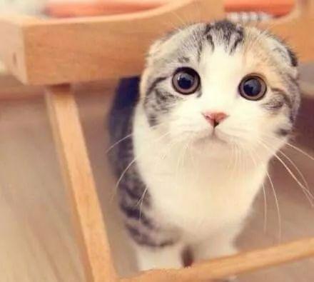 娱乐吃瓜君七七和折耳猫